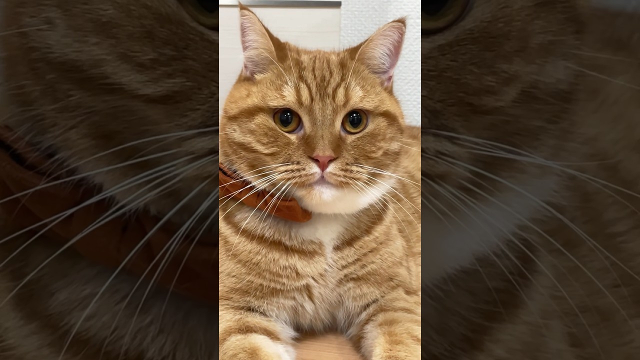 #ごまむぎちゃんねる #マンチカン #ショートレッグ #ロングレッグ #猫 #猫のいる暮らし #cat