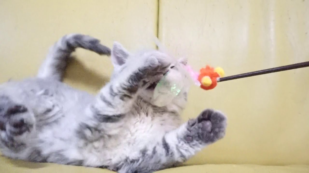 セルカークレックス子猫　2020.10.30産れ　ブルータビー　男の子　シーダキャット猫のお店