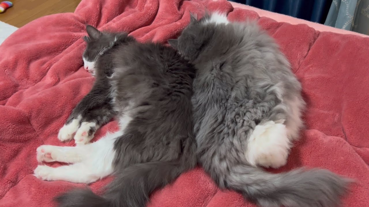 【癒し🩷】仲良くまったりするもふ猫たち♡ノルウェージャンフォレストキャットとターキッシュアンゴラ