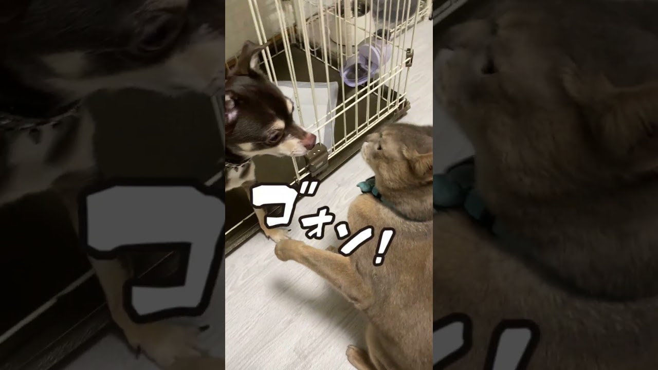 猫と遊びたい犬 猫を誘う #shorts  #チワワ #アビシニアン
