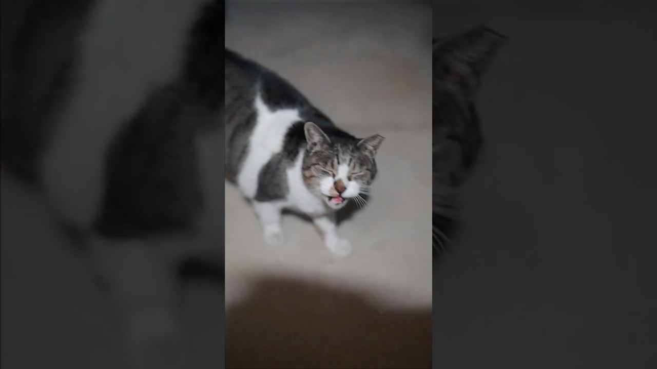 この寒さを耐え抜くシニア猫たち #地域猫
