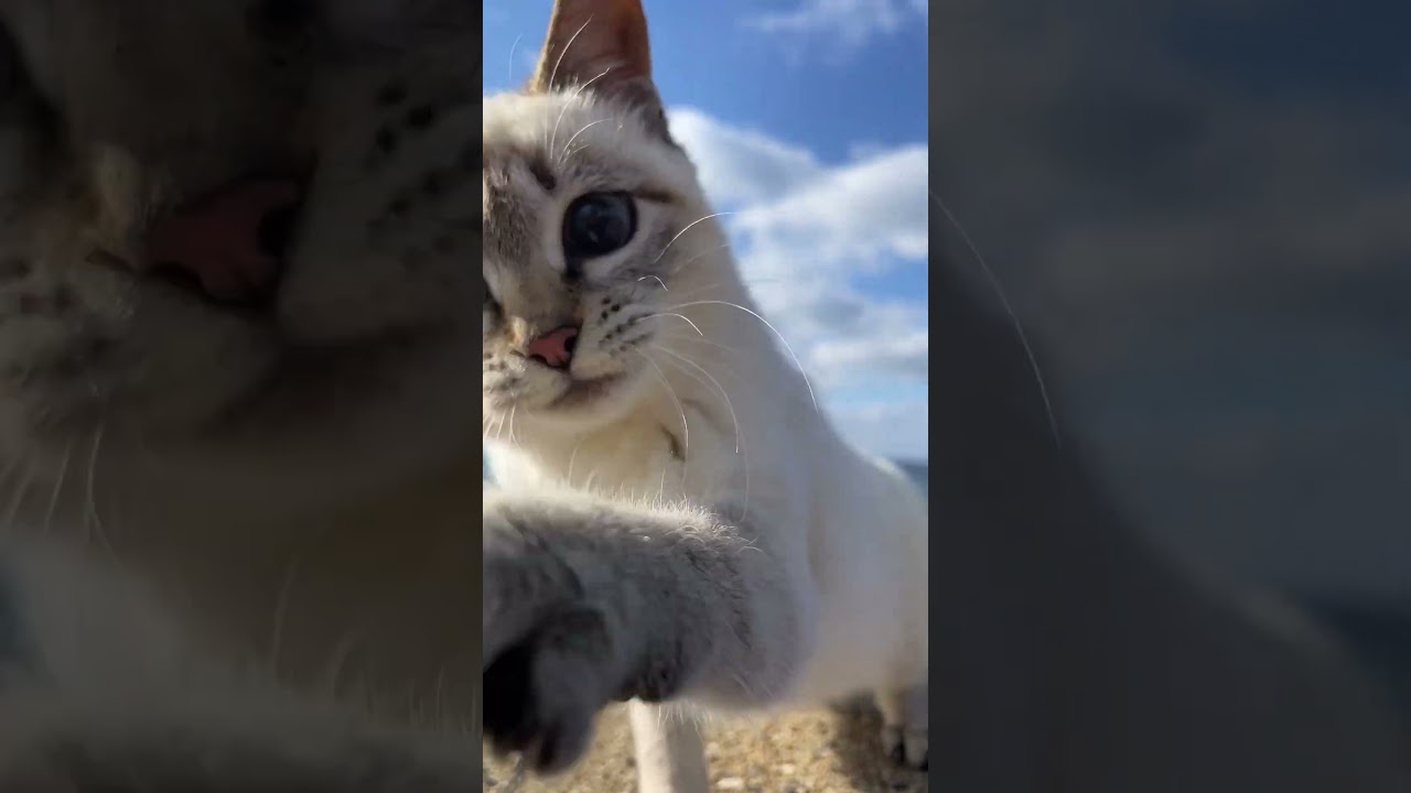 猫パンチするシャムミックス猫そらら　猫パンチされたい人はいるかにゃ？#猫  #シャムミックス  #シャムトラ  #猫島
