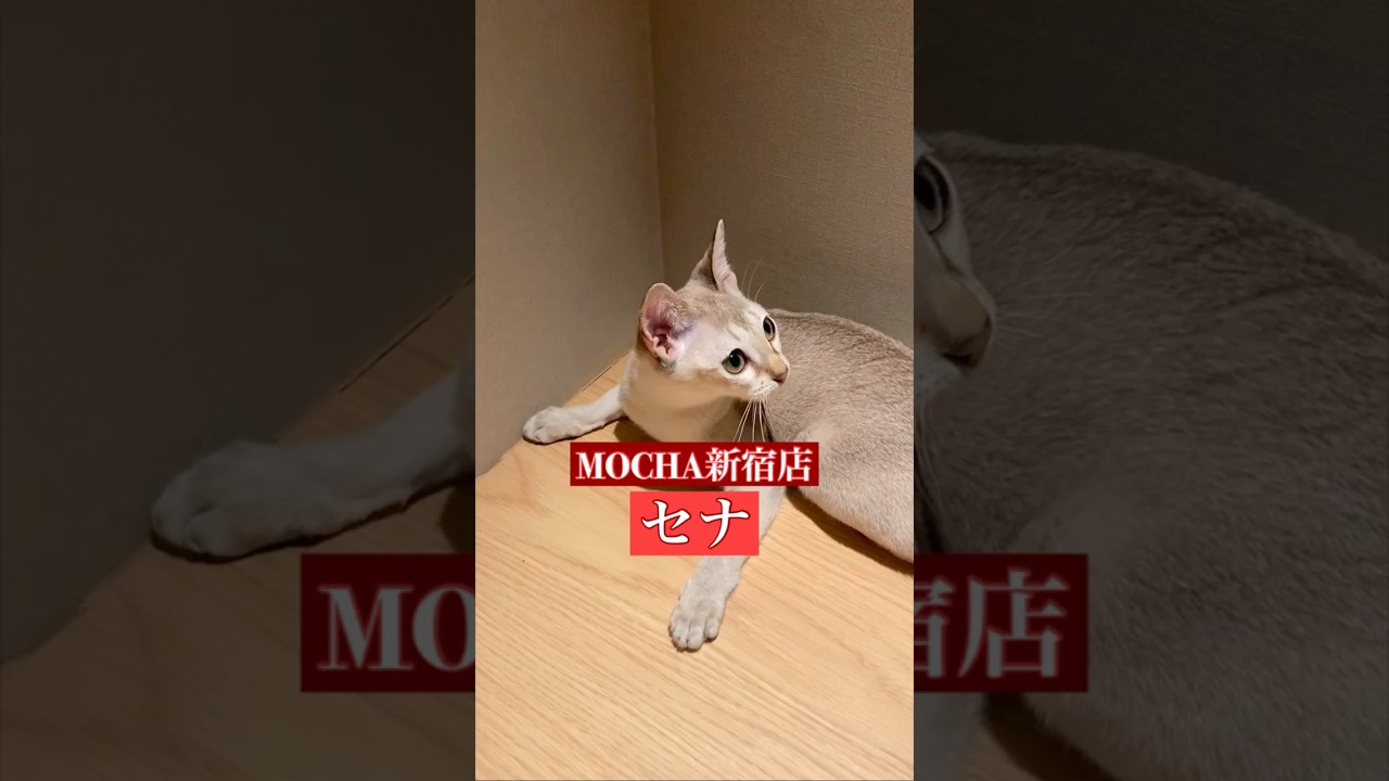 🐱セナ🐱　(シンガプーラ♀)　猫カフェMOCHA新宿店　2024/12/4 撮影分　　#日替わり猫カフェにゃんこ　#cat #catcafe
