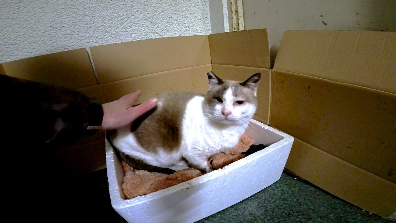 アーケードで暮らすシャム猫の所へ立ち寄ったらスリスリ甘えて来た🎍