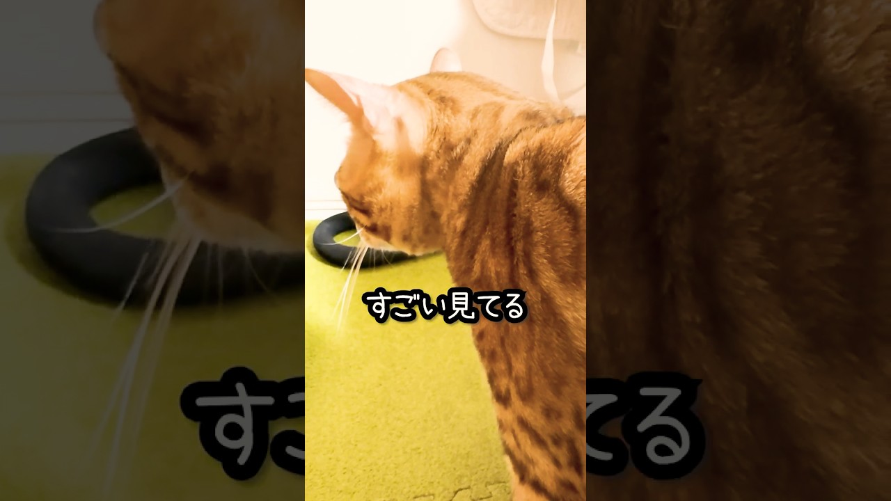ご飯がなかった時のベンガル猫の反応