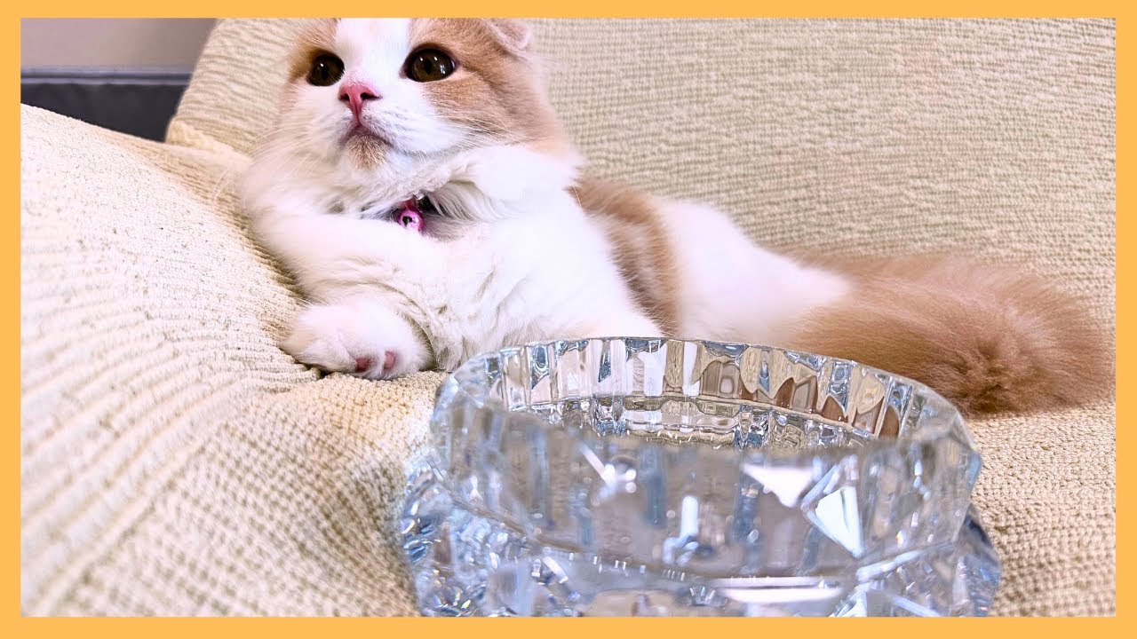 【cute kitty cat videos】正月に時間がたっぷりあったのでみりんさんをエモく撮ろうとしたらこうなりましたw