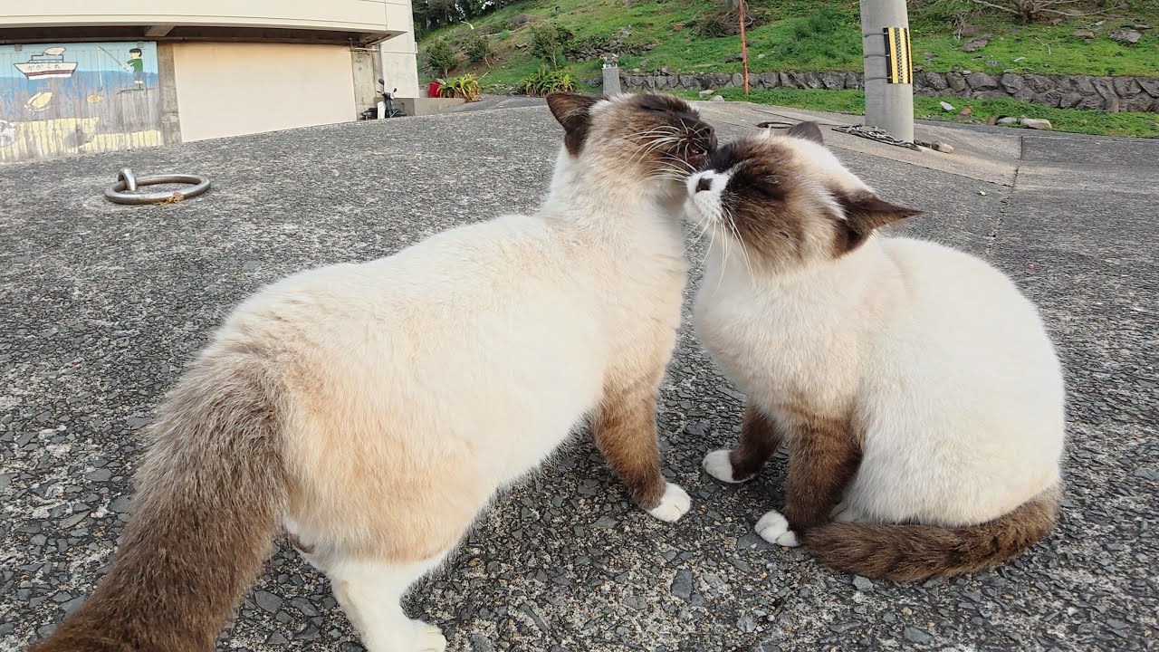 漁港で出会ったラブラブ過ぎるシャム猫ちゃん達をモフる