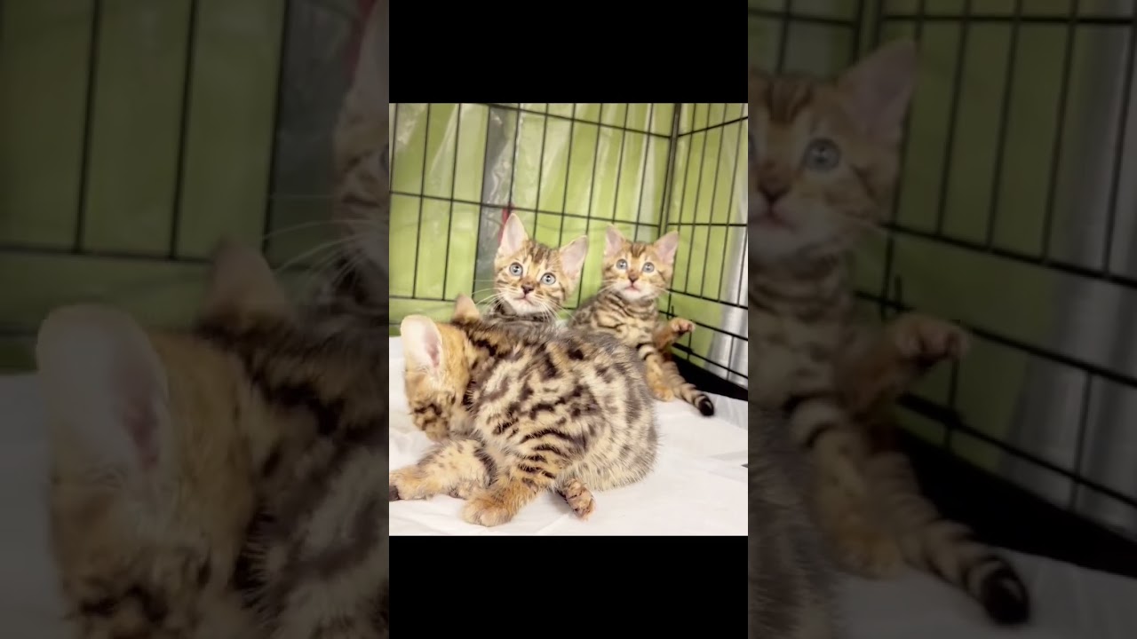 #里親募集中 #子猫 #ベンガル　里親の訳→幼い頃風邪をひいていた為です。