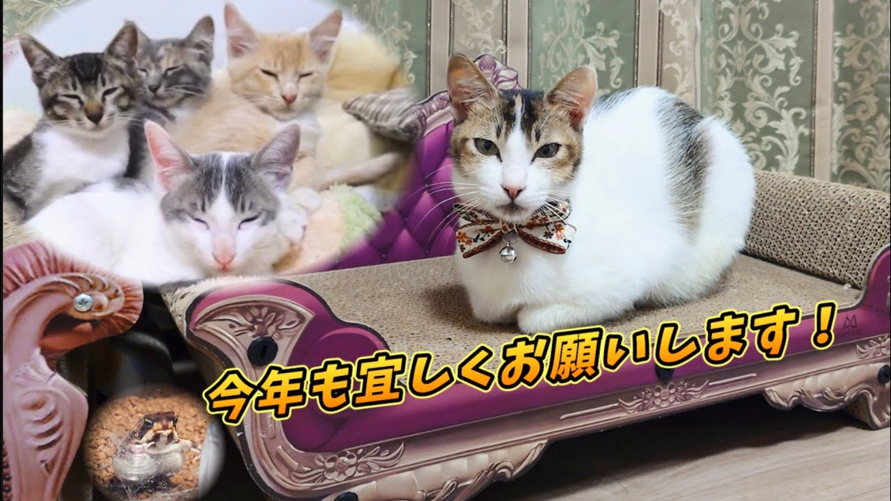 野良猫マリリンと子供達 保護から2ヶ月 新年を迎えました！
