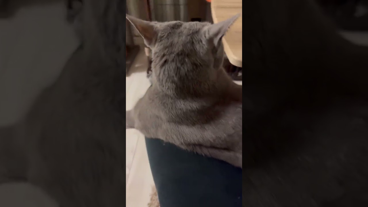 新年から膝に乗ってくれる猫 #ロシアンブルー #猫のいる暮らし