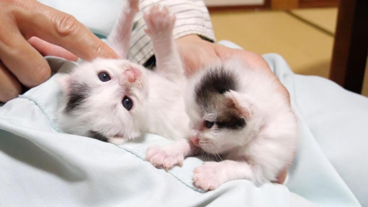 子猫達はすぐにころころとひっくり返ってへそ天になっちゃう【赤ちゃん猫　保護猫】