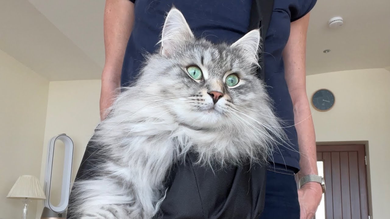 How my 2 cats react in a body sling
