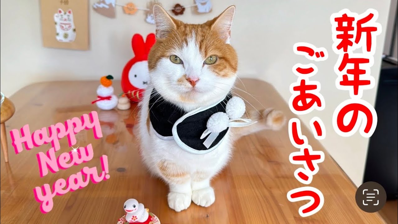 新年のごあいさつ【短足マンチカン】