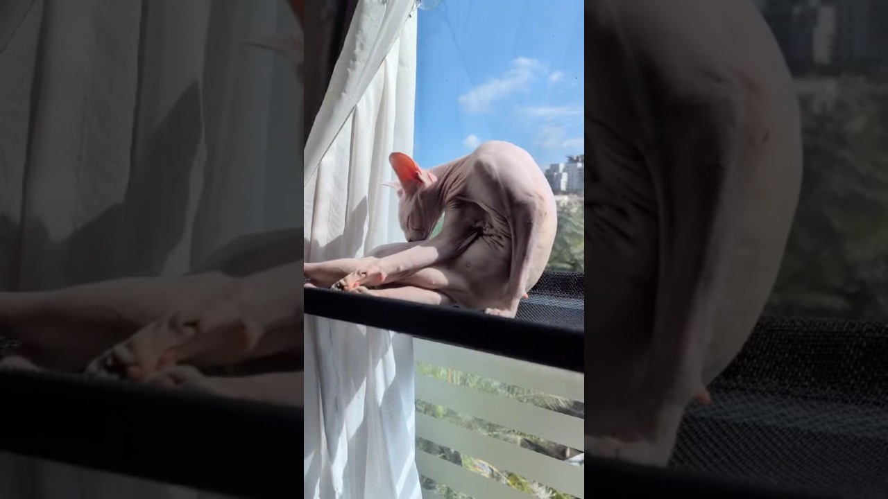 毛のない猫の優雅な毛繕い【スフィンクス】