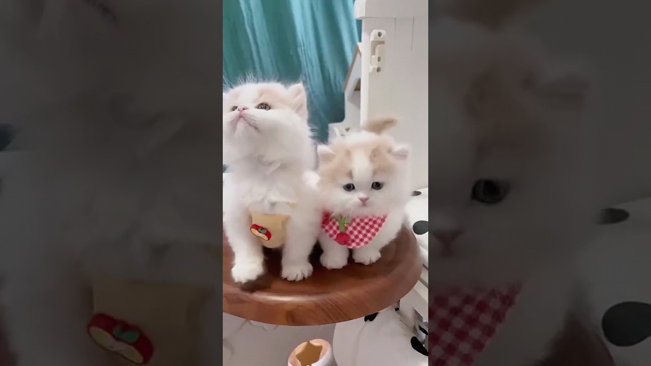 #kitten #cat #funny #cute