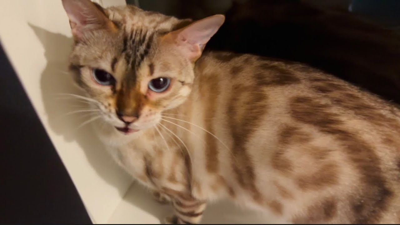My cats show me the meaning of love!