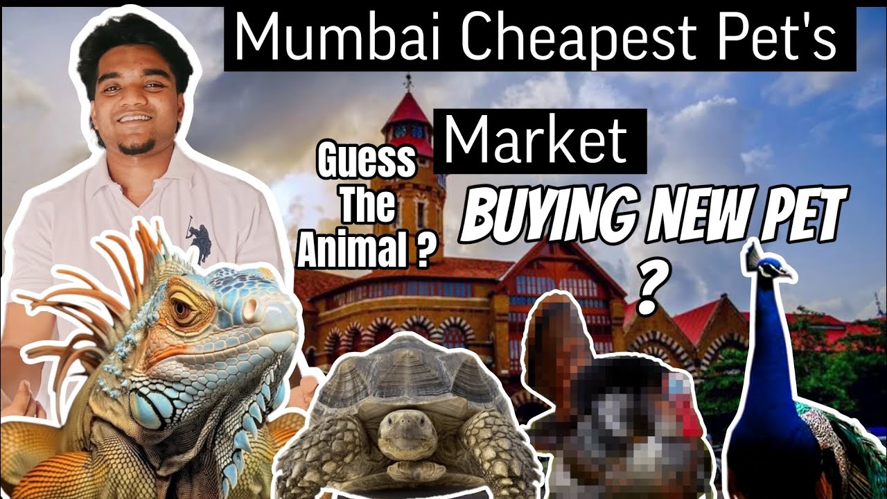 Buying New Pet Form Mumbai Cheapest Exotic Pet Market Crawford Market | 2025 #dailyvlog #pets #viral