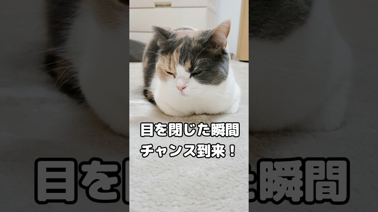猫の香箱座りの隙間に指ズポしてみたら… #猫 #たまたま・たまちゃん