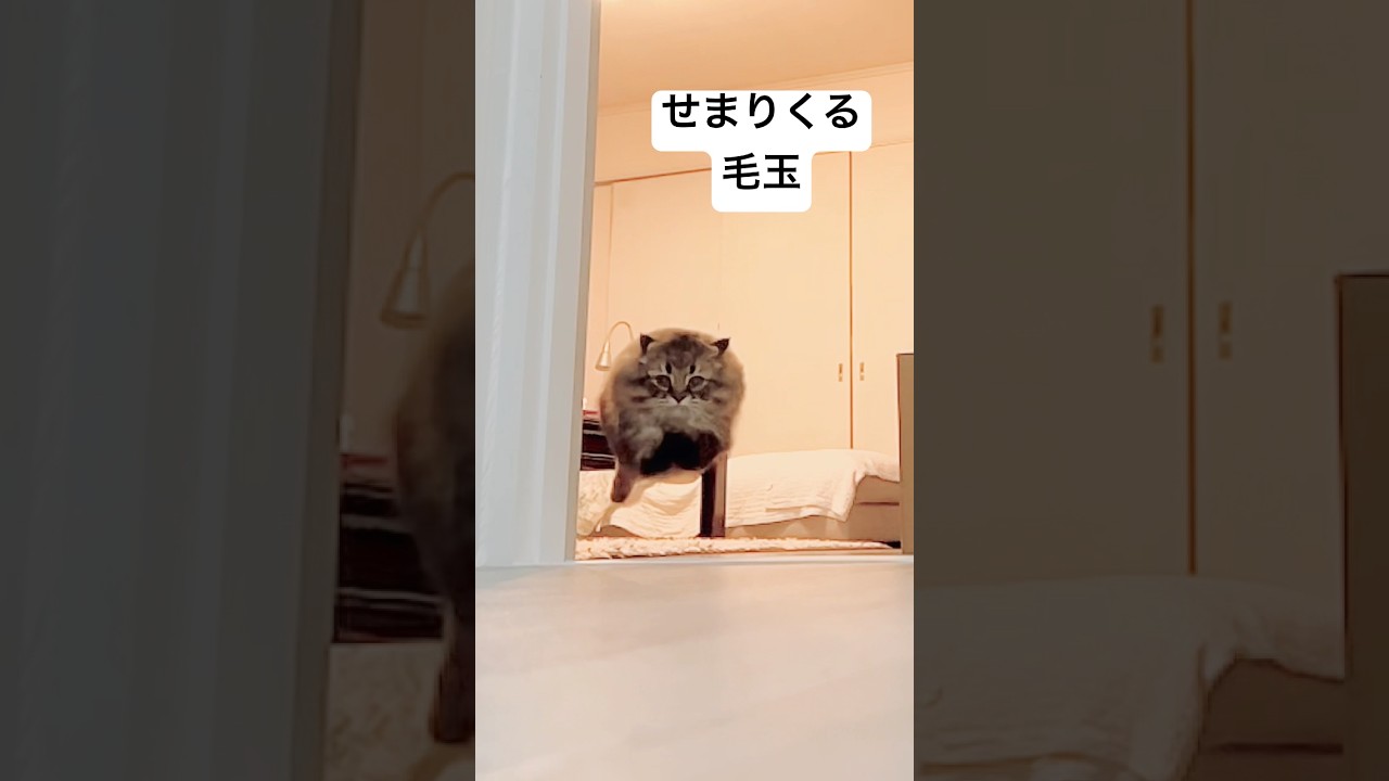もっふもっふ猫が迫りくる8秒 #猫 #サイベリアン #ジャンプ
