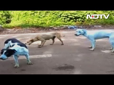 Dogs Turn Blue In Mumbai Suburb. It Could Be The Water