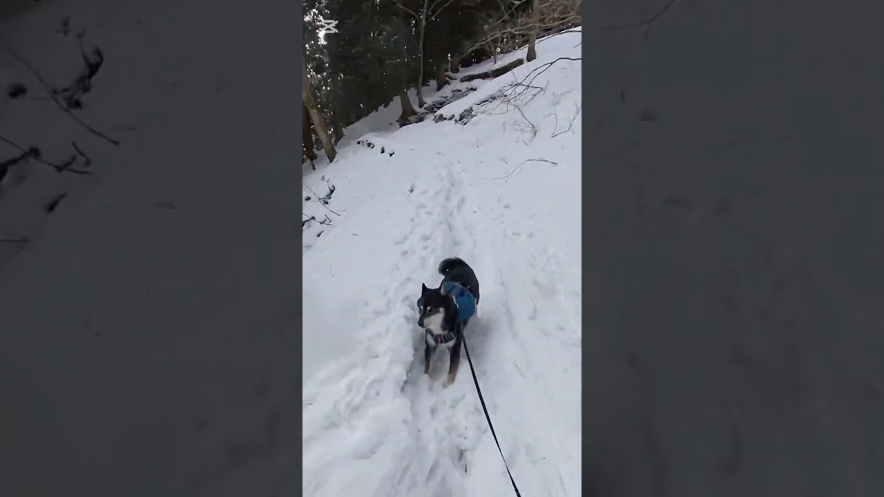 #蛇谷ヶ峰　#スノーシュー　#黒柴キチ　#犬登山 #黒柴と白柴