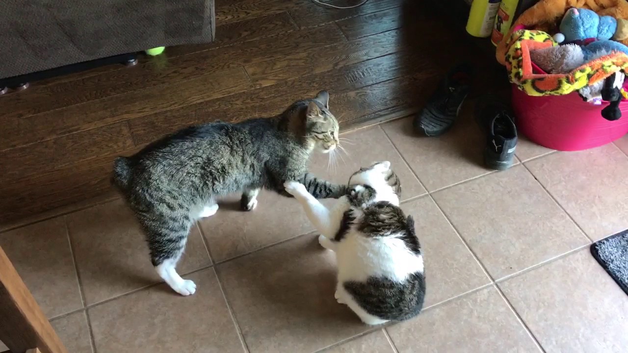 Manx vs Cat - Cats at Play