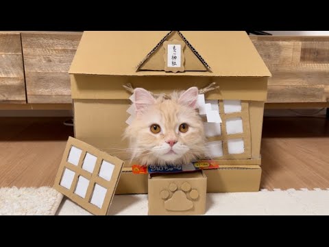 【2025年】神社の扉を壊す猫。