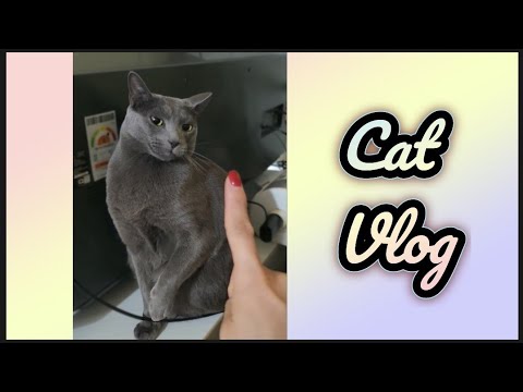 고양이 언어, 마-아(Ma-ah)?? 🐱 : 2023년 에피소드 7편 중에서, 세로영상  #러시안블루고양이, #russianbluecatvlog, #고양이언어