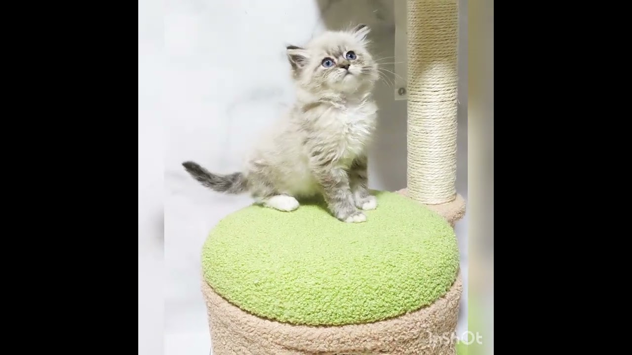サイベリアン ブルーアイのふわふわでまんまるなお姫様。ヨーロッパ優秀血統です！