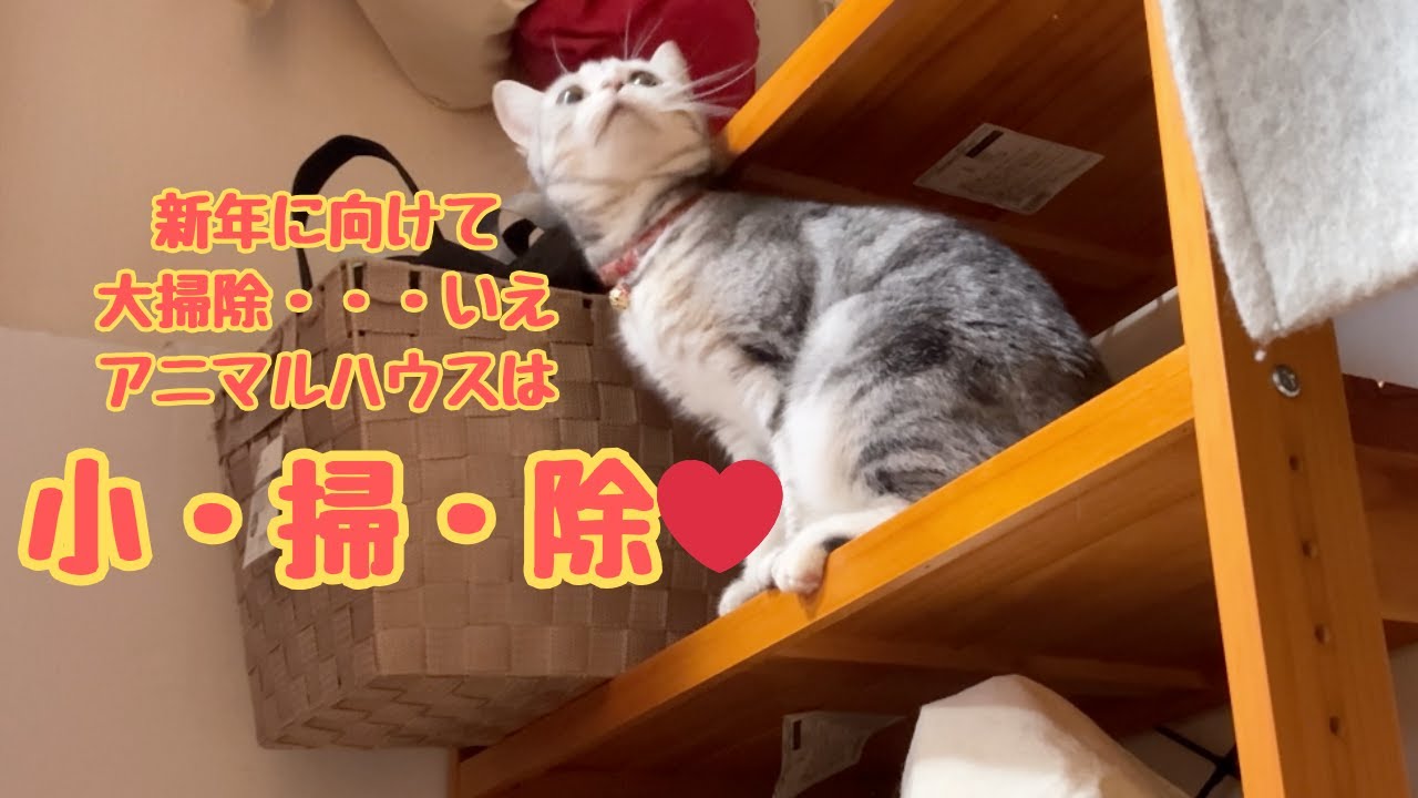 アニマルハウスの大掃除…小掃除？【猫娘・犬娘たち】