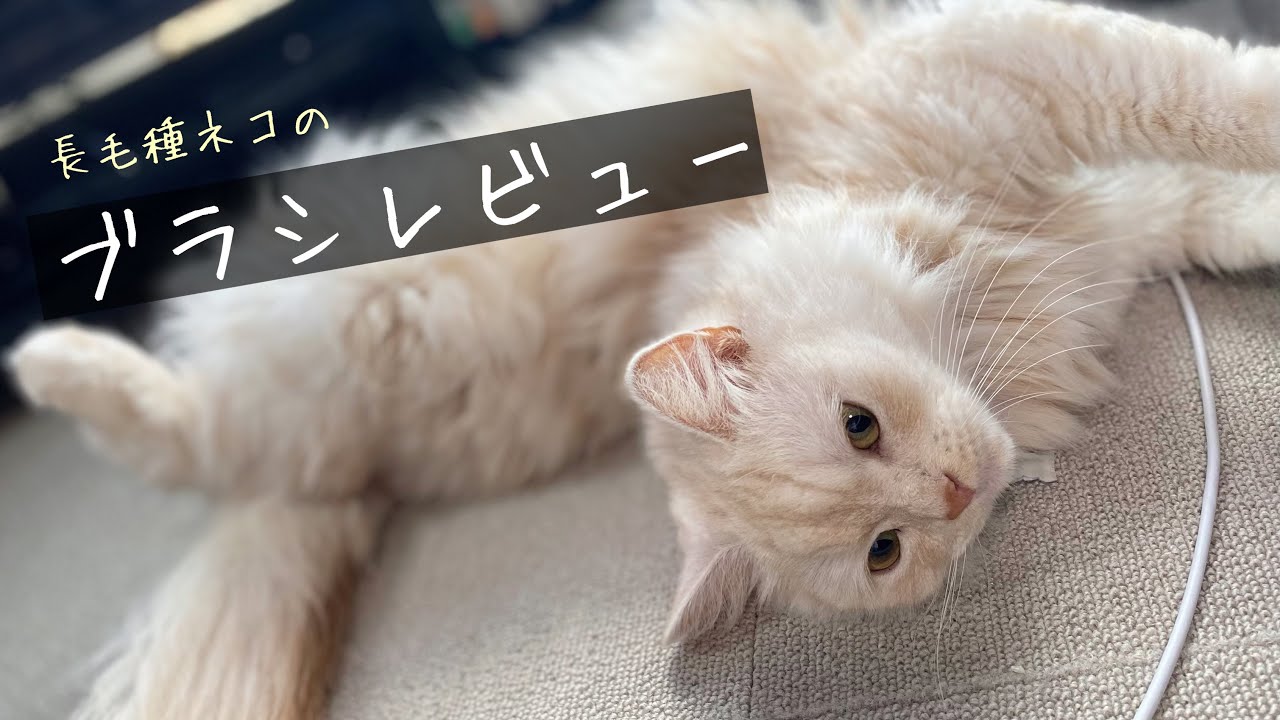 長毛種のネコちゃん　スコティッシュフォールドのブラシレビュー！ Longhair cat, Scottish Fold, brush review!