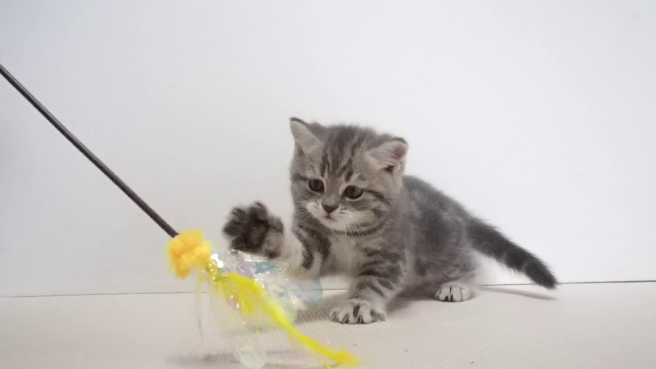 セルカークレックス子猫　2019.12.1産れ　ブルーシルバーマッカレルタビー　男の子　シーダキャット猫のお店