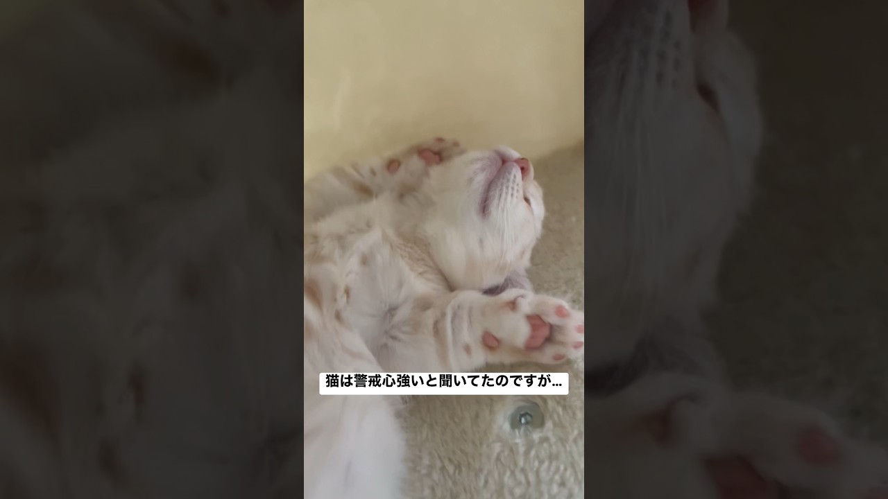 猫かどうかも怪しいな #マンチカン #猫 #子猫 #cat #shorts
