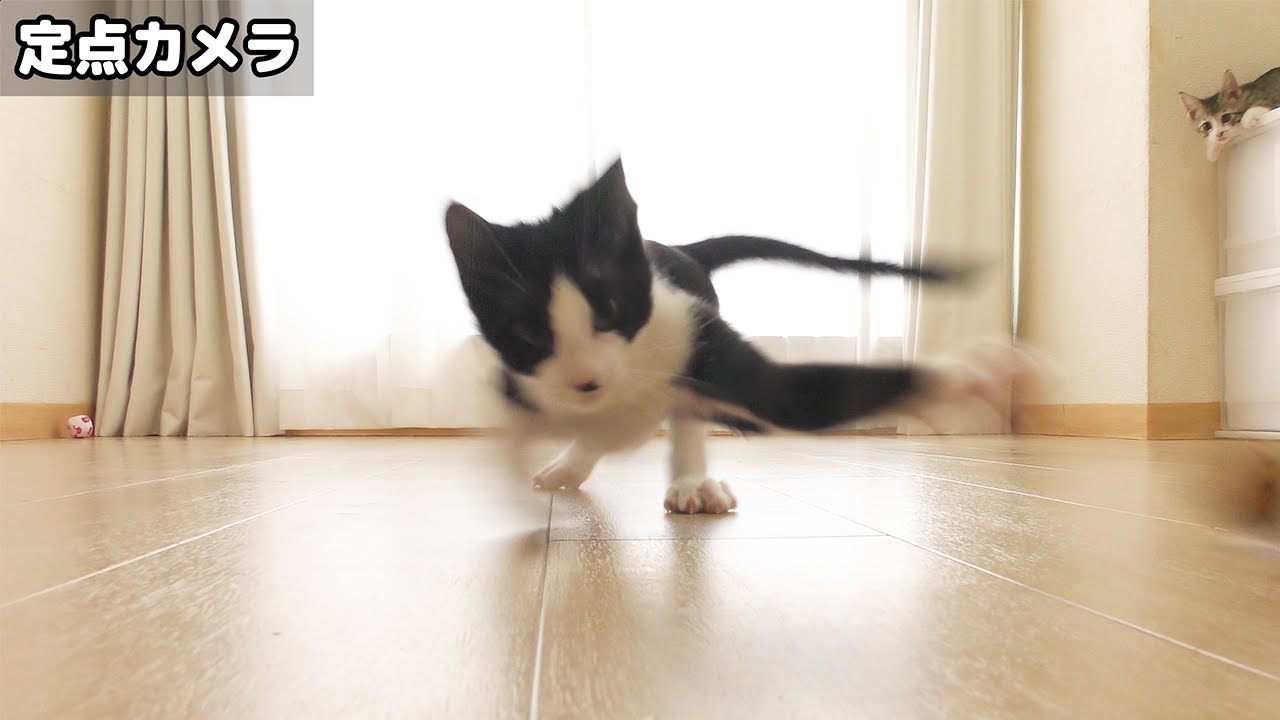 子猫たちの留守番を隠し撮りしてみたら暴れ回ってこうなってました...