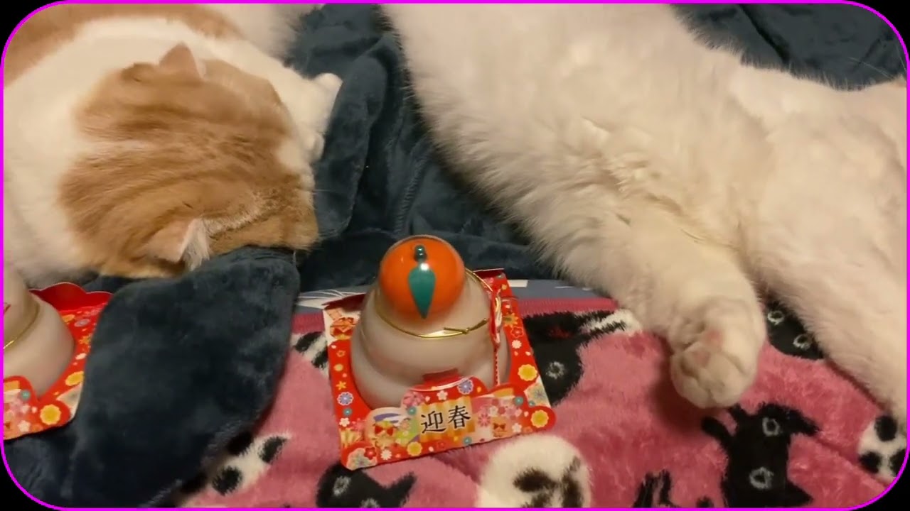 寝正月した、スコティッシュねこのマリオ君❤️