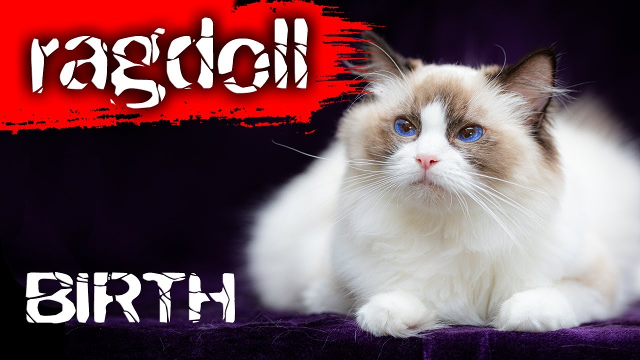 Ragdoll Queen Salome has given birth to 5 beautiful kittens