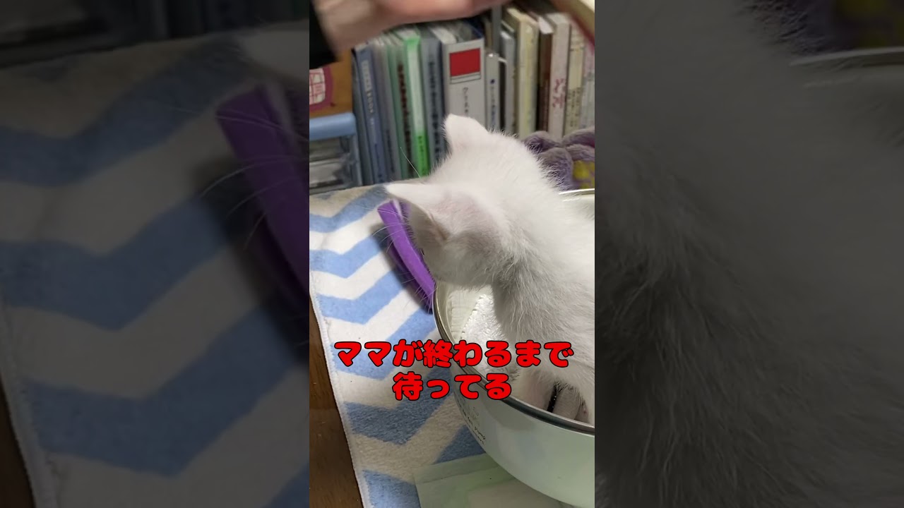 ママの作業が終わるまでジッと待っている子猫が可愛い