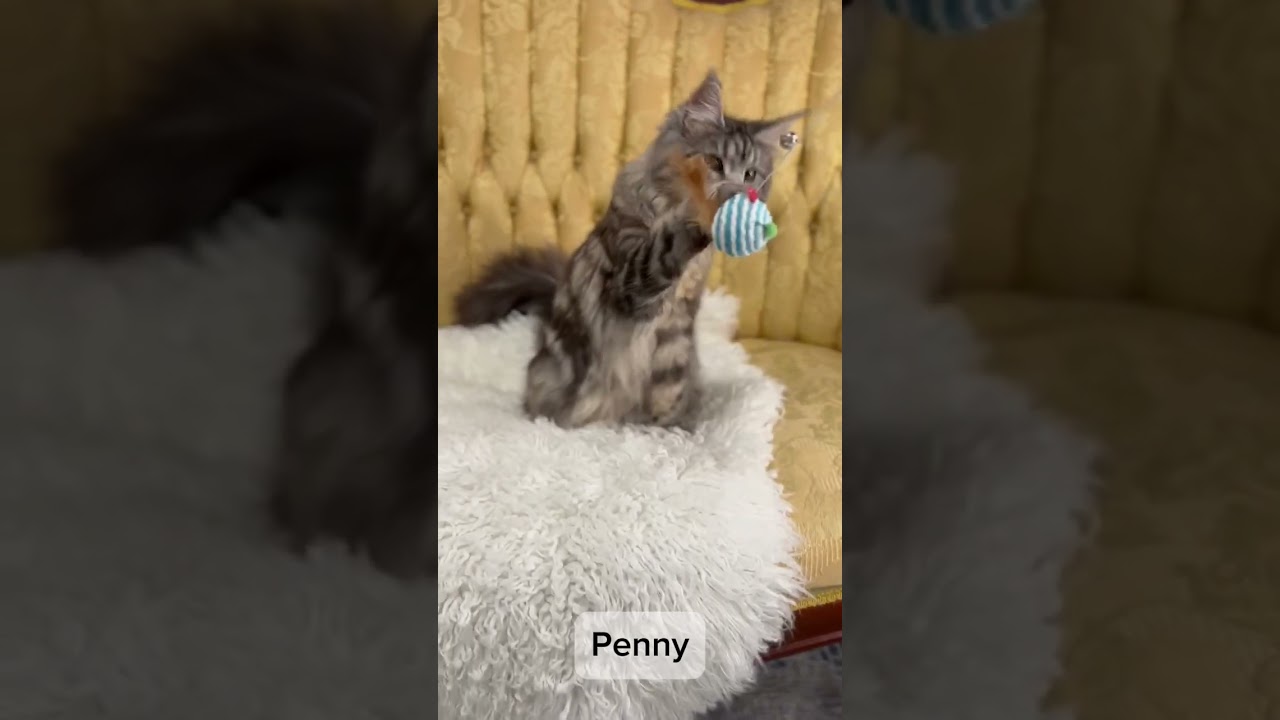 Penny, Maine Coon female #mainecooncat #kitten #missourimainecoons