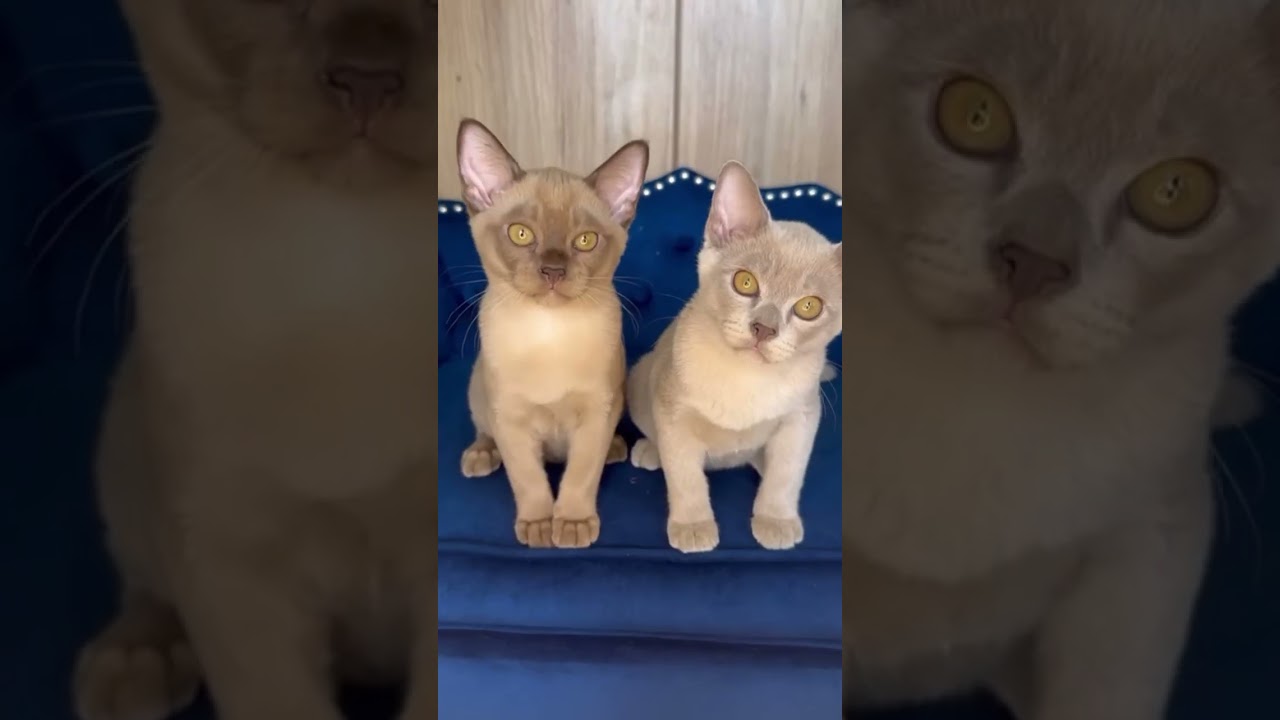 Cute Burmese kittens 😇