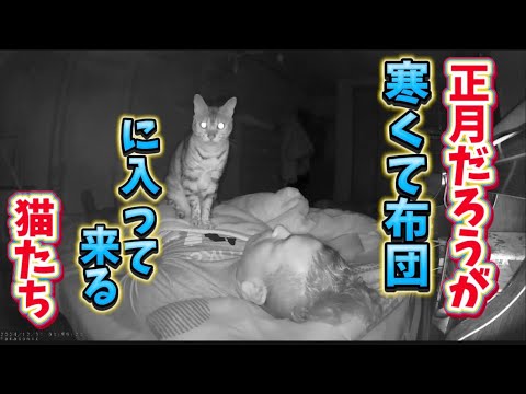 正月でも寒いから主の頭叩いて布団入る猫A cat is so cold that it hits its owner's head and goes under the covers