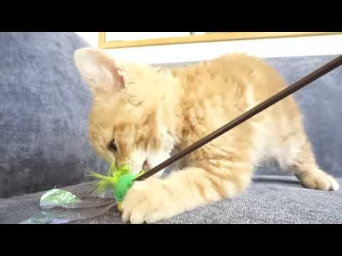 セルカークレックス子猫　2022.1.21産まれ　レッドタビー　男の子　シーダキャット猫のお店