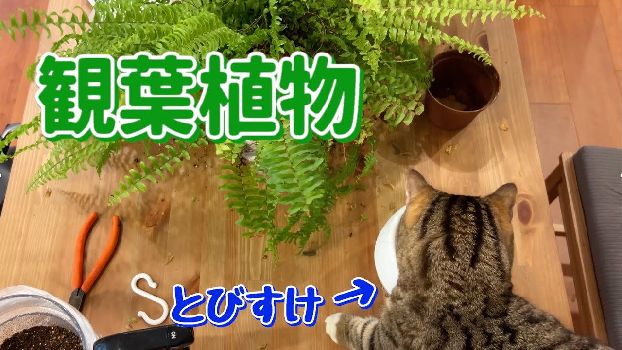 【マンチカンの3兄弟と一緒に観葉植物植え替えしてみた】