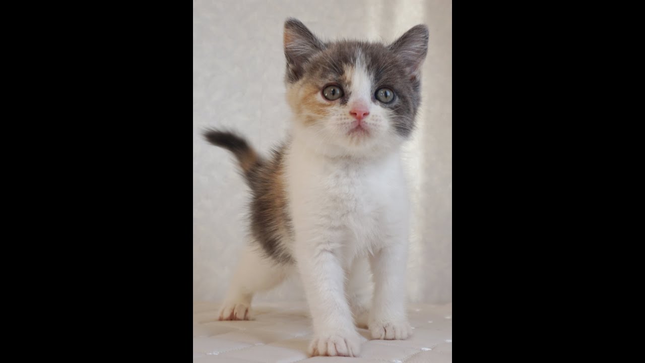 ブリティッシュショートヘアー子猫　British Shorthair　2024.11.11産まれ　ダイリュートキャリコ　パステル三毛　洋三毛猫　女の子　シーダキャット猫のお店