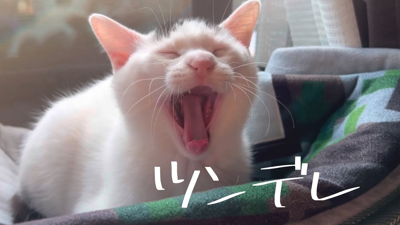 ツンデレ猫のミルクが素直に甘えてくると飼い主デレデレ！もう可愛すぎ。