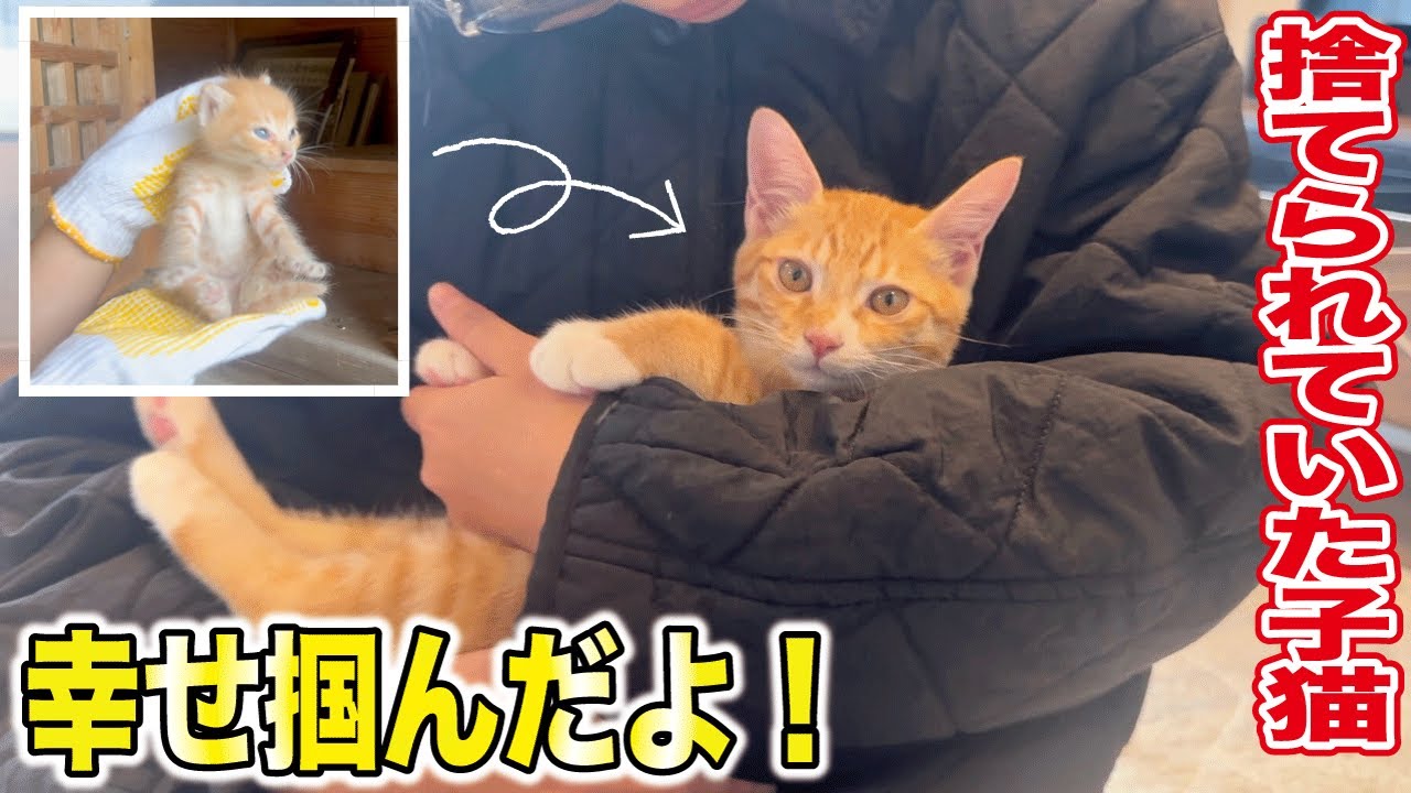 実家の前で急遽保護した子猫がずっとのお家に出発！