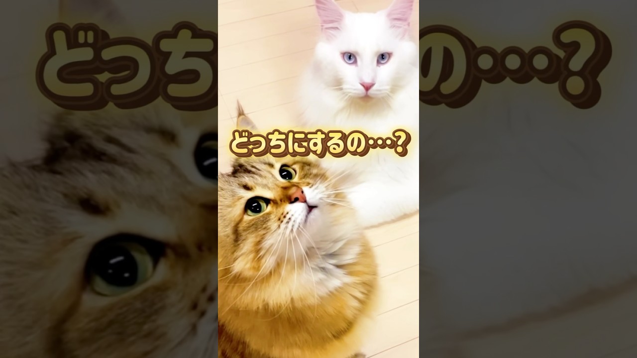 犬系猫とThe猫#shorts #メインクーン#サイベリアン