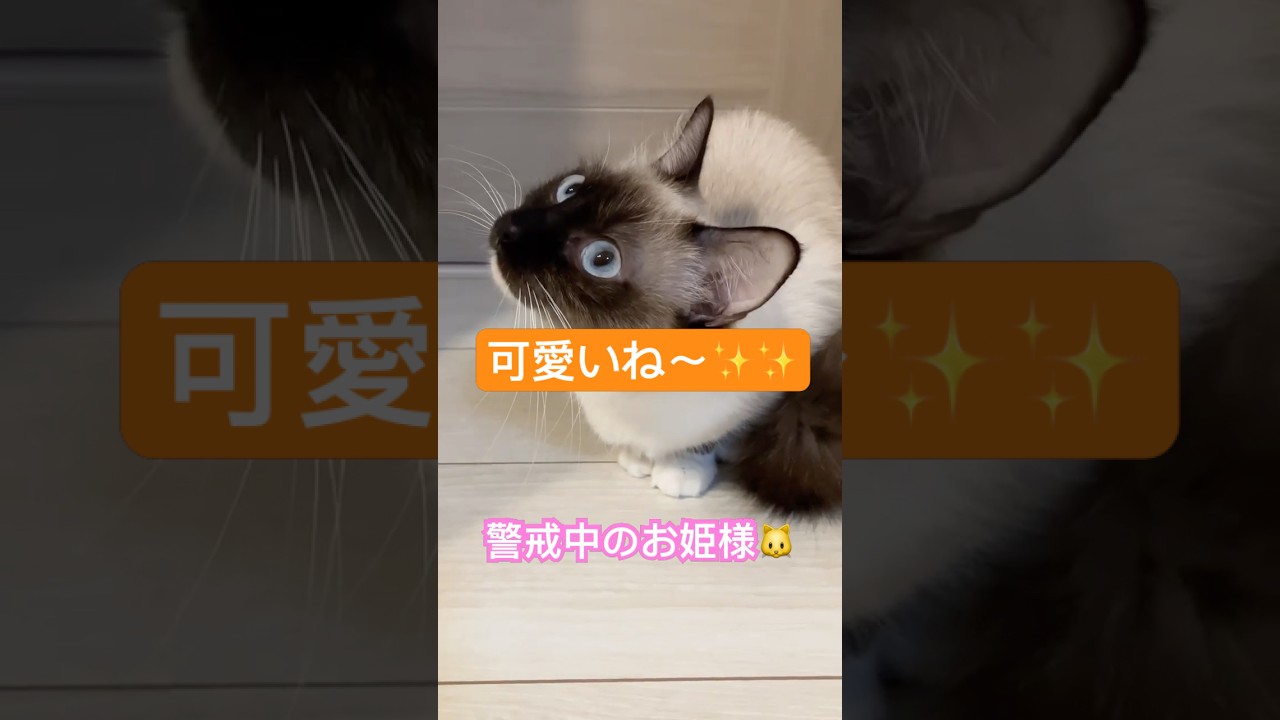 何かに警戒しているラグドールのお姫様 #cat #ラグドール #ragdoll #猫 #ねこ #short #ALFEE