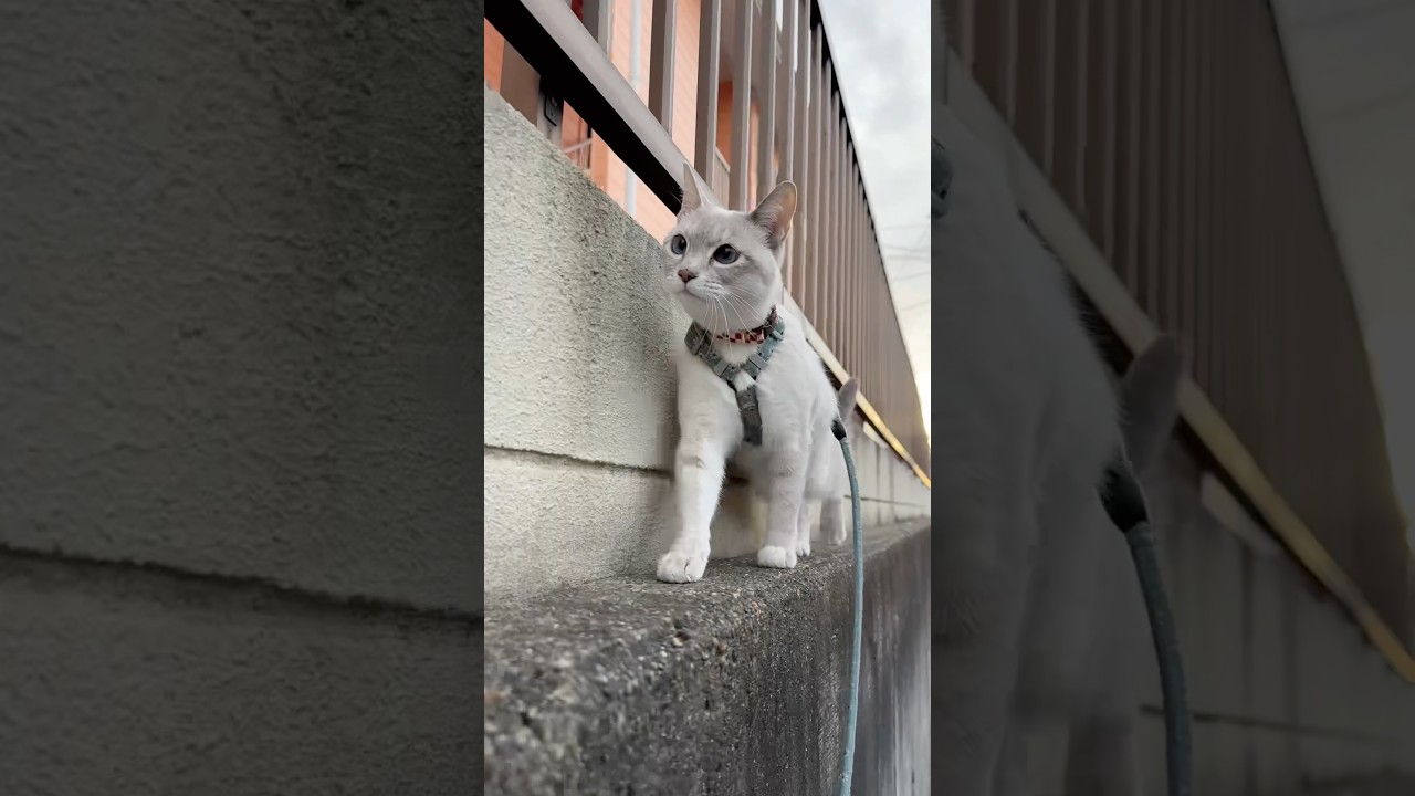 今日の猫散歩　#猫  #cat  #猫散歩  #シャムミックス　#シャムトラミックス