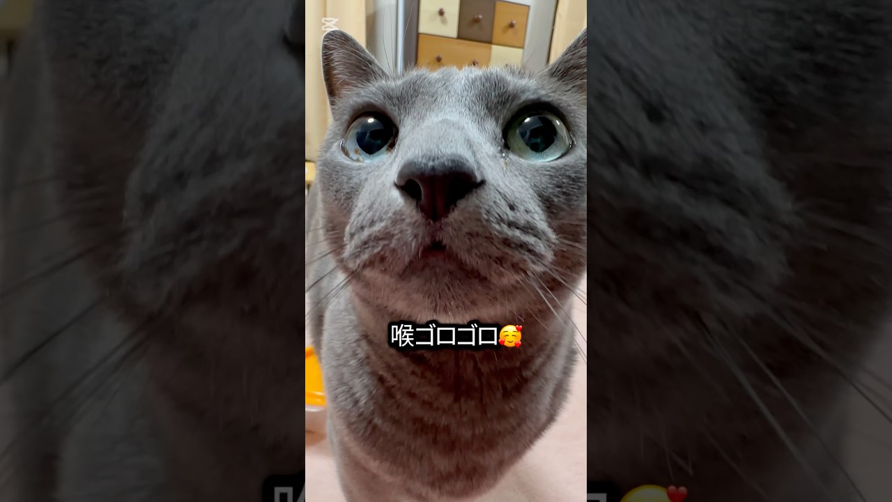 【ロシアンブルー】めろん〜新年もおねだり絶好調です🤗【猫】#shorts