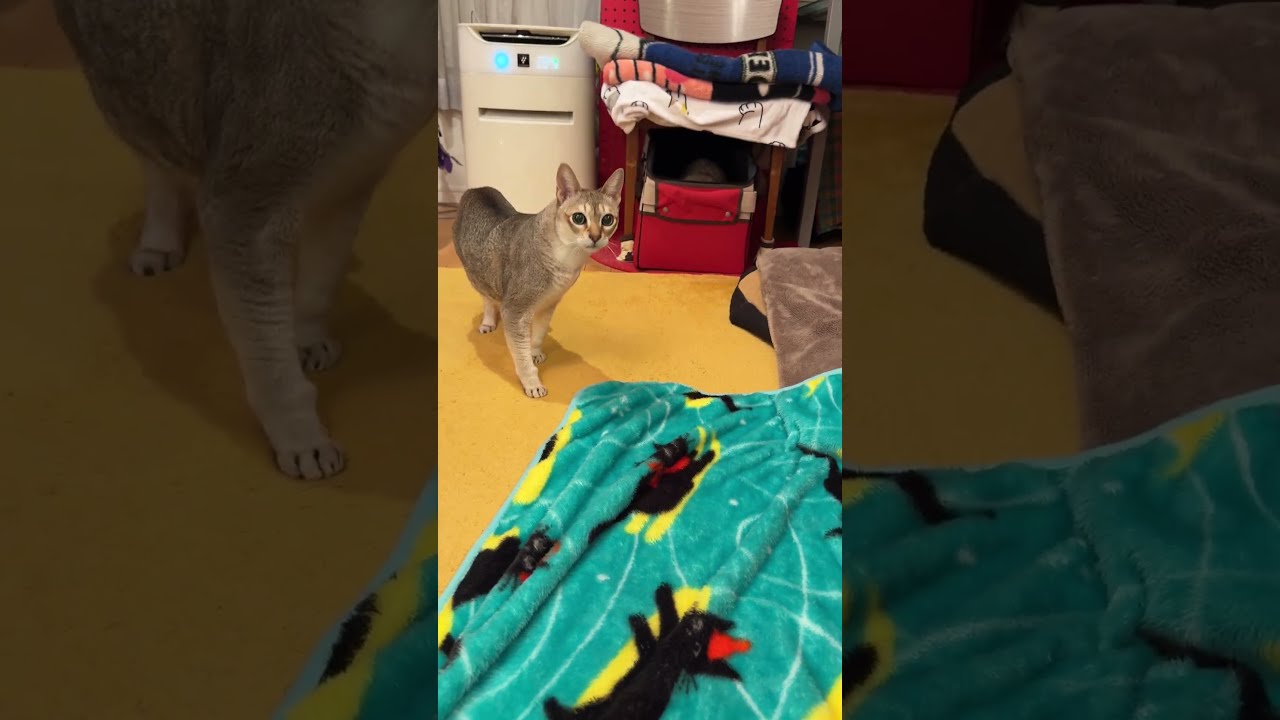 新しいブランケットの様子を見るシンガプーラと踏んでみるたぬき猫なのにゃ♪ #cat #シンガプーラ #トンキニーズ#たぬき猫#カフェ・ベローチェ